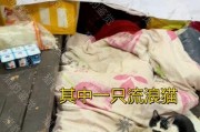 娱乐吃瓜酱不叠被子,揭秘明星不叠被子的秘密生活